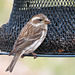 Purple Finch female