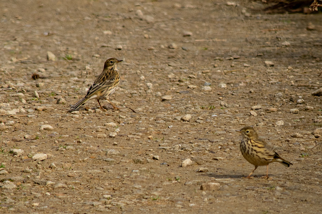 Meadow Pipits on the Pennine Way