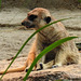 20190907 5975CPw [D~HRO] Erdmännchen (Suricata suricatta), Zoo, Rostock