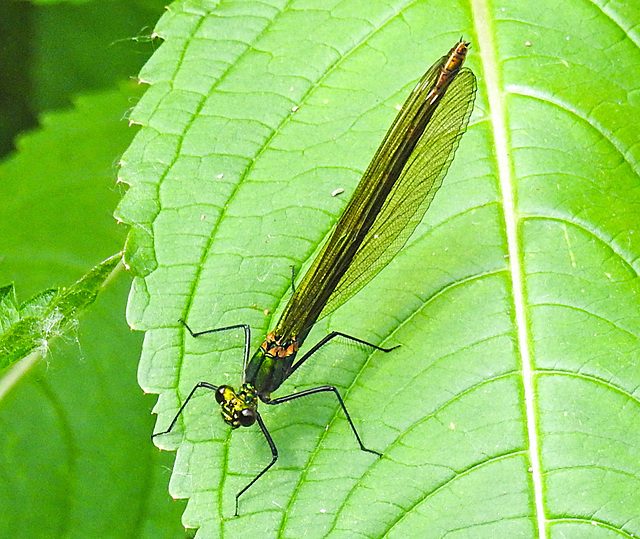 20210609 0722CPw [D~LIP] Blauflügel Prachtlibelle, UWZ, Bad Salzuflen