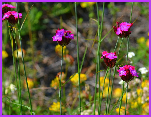 Dianthus Carthusianorum..........Confetti