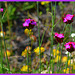 Dianthus Carthusianorum..........Confetti