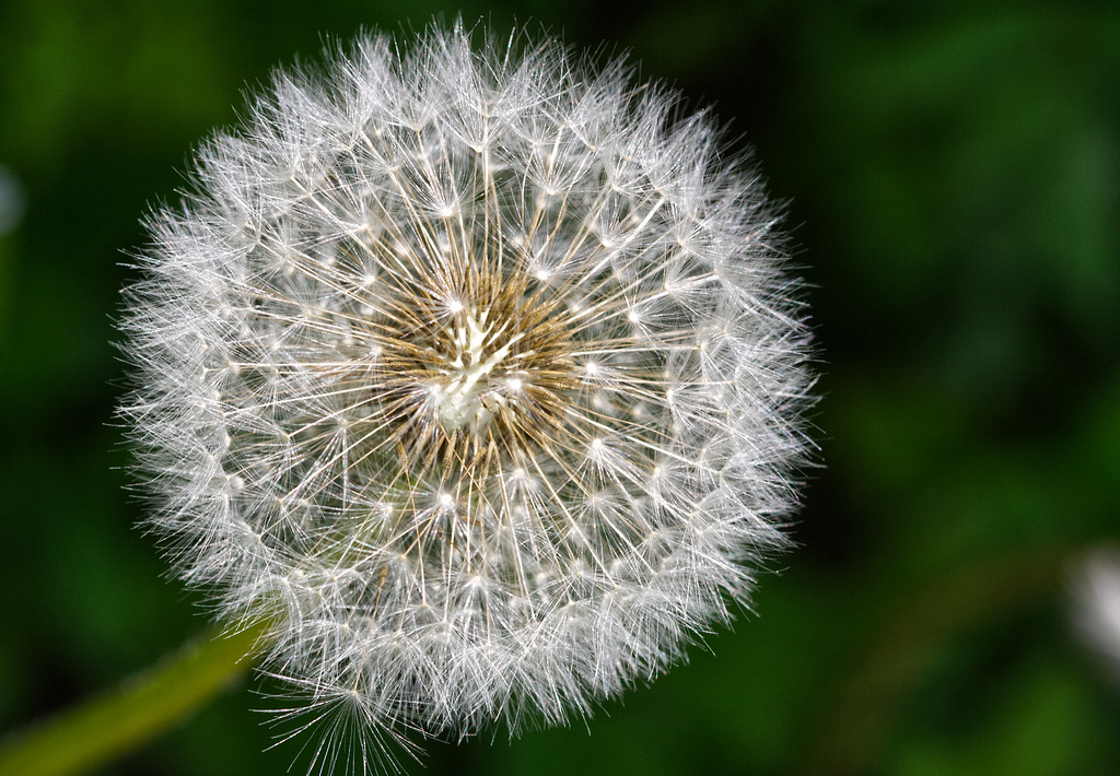 Pusteblume - Löwenzahn