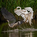 Great white egret chasing off a heron.