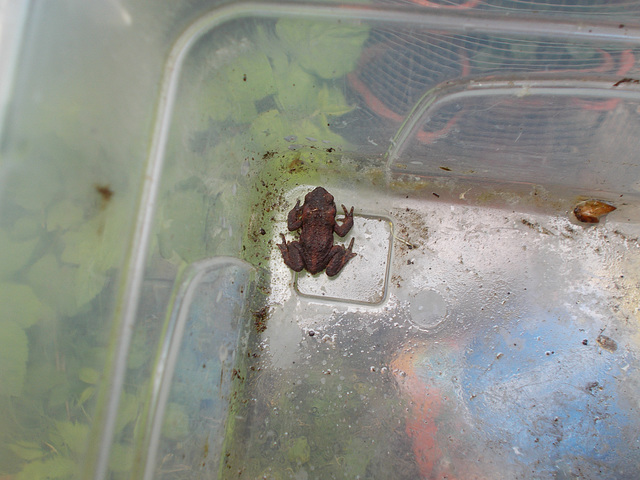 oaw[A] - greenhouse toad {1 of 2}