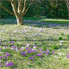 Crocuses 2025 33 Crocuses 2025 33