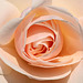 Dry-brushed rose