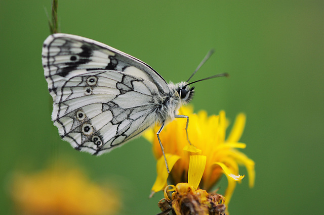 marbled white