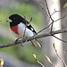 Rose-breasted Grosbeaks