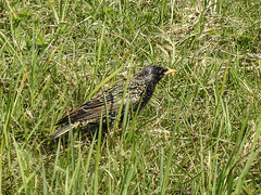 20170409 0377CPw [D~PB] Star (Sturnus vulgaris), Steinhorster Becken, Delbrück