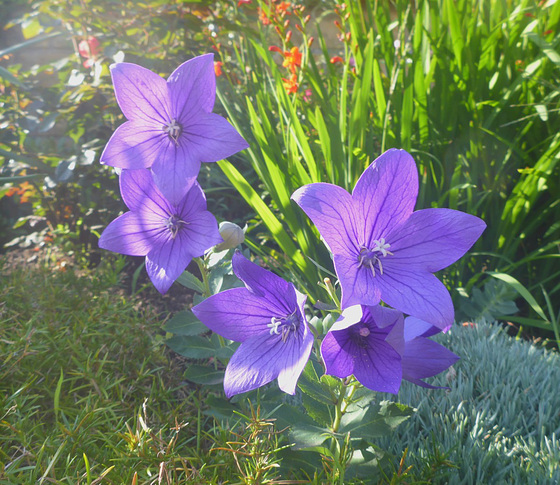 Blaue Blüten - bluaj floroj