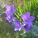 Blaue Blüten - bluaj floroj