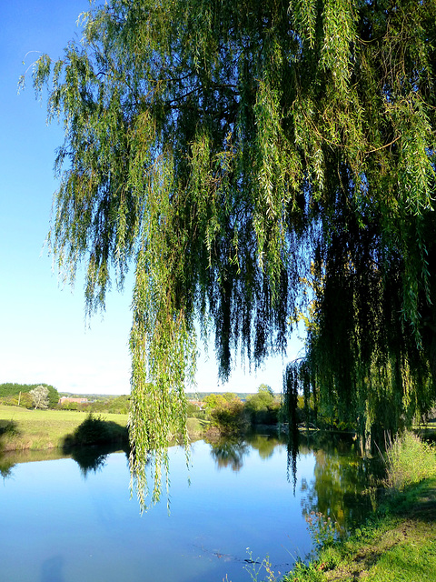 FR - St. Arnoult - On the banks of the Touques