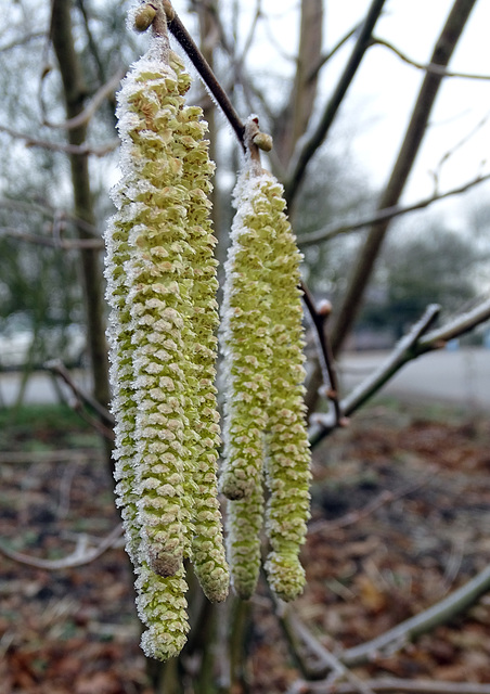 Hazel catkins