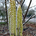 Hazel catkins