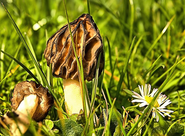 Semifree Morel. Morchella elata??