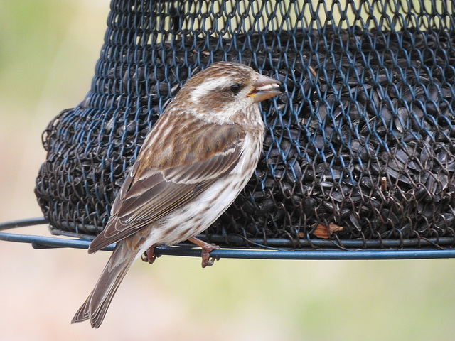 Purple Finch female