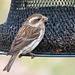 Purple Finch female