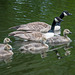 Canada goose family