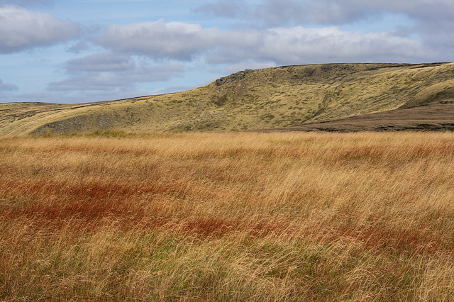 Lower Shelf Stones