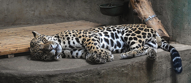 20190907 5977CPw [D~HRO] Jaguar (Panthera onca), Zoo, Rostock