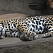 20190907 5977CPw [D~HRO] Jaguar (Panthera onca), Zoo, Rostock