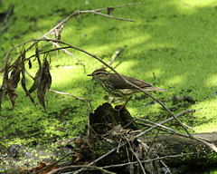 paruline des ruisseaux / northern waterthrush