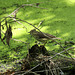 paruline des ruisseaux / northern waterthrush