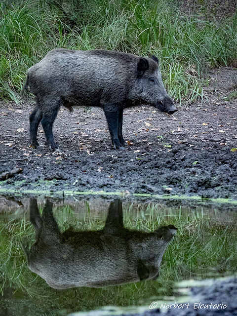 Sanglier Miroir Ipernity