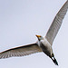 Cattle egret in flight