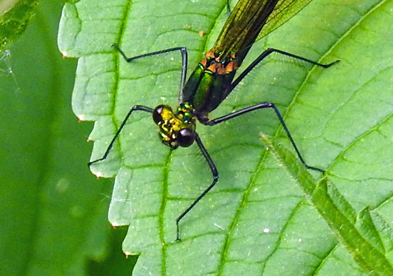 20210609 0723CPw [D~LIP] Blauflügel Prachtlibelle, UWZ, Bad Salzuflen