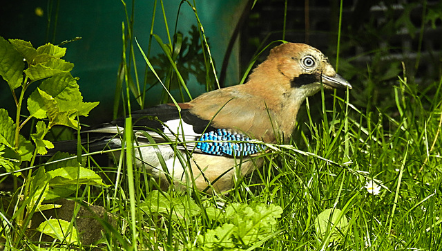 20210705 1266CPw [D~LIP] Eichelhäher (Garrulus glandarius), Bad Salzuflen