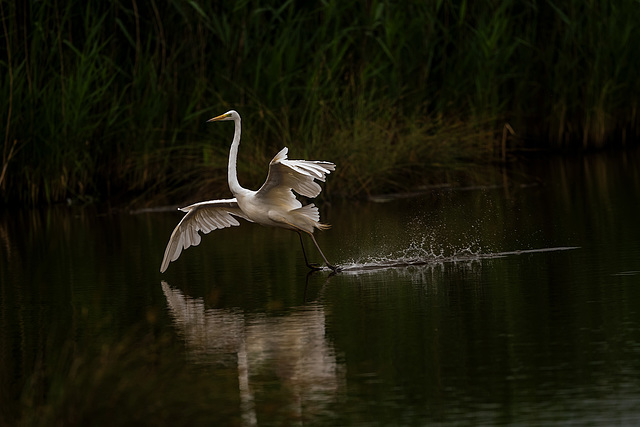 Great white egret