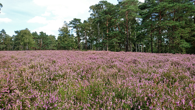 Fischbeker Heide