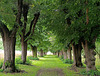Lindenallee