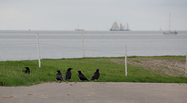 20140907 4783VRAw [NL] Rabenkrähen, Deich, Terschelling