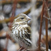 Purple Finch female