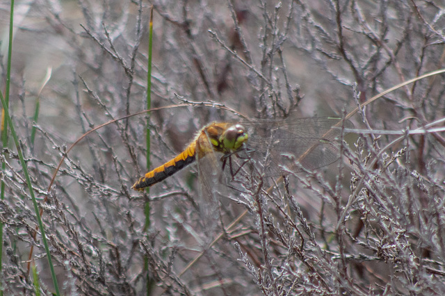 Dragonfly  ( Common Darter I guess)