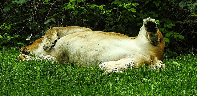 20190907 5978CPw [D~HRO] Löwe (Panthera leo) [w], Zoo, Rostock