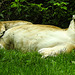 20190907 5978CPw [D~HRO] Löwe (Panthera leo) [w], Zoo, Rostock