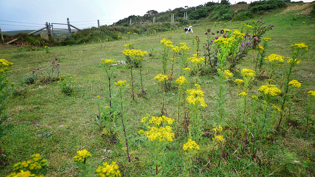 more flowers