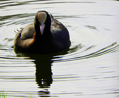 Fulica  Atra