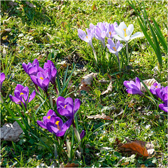 Crocuses 2025 35 Crocuses 2025 35