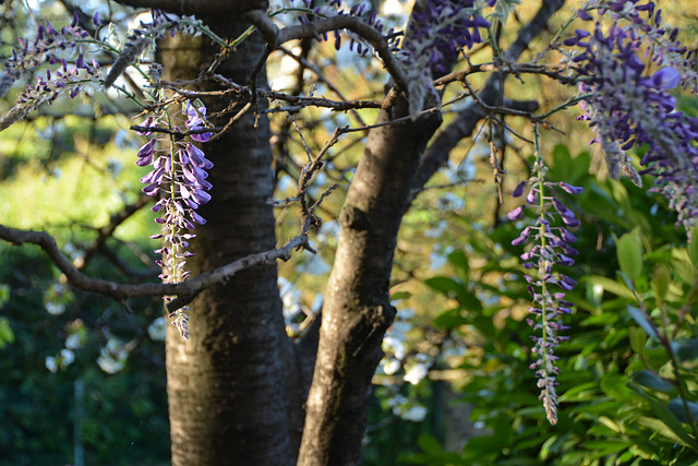 glycine et cerisier