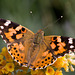 Painted Lady (Vanessa cardui)