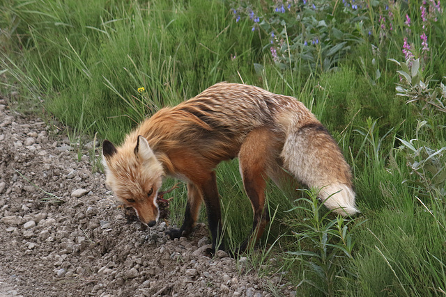 Red Fox