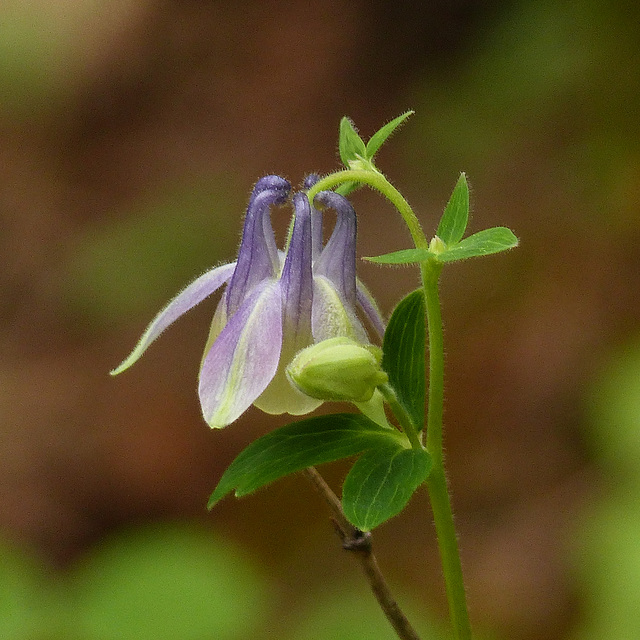 Wild Blue Columbine / Aquilegia brevistyla