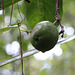 Cannonball Mangrove Fruit