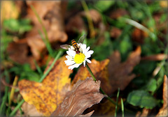 Bevor der Winter kommt ....