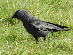 20170409 0379CPw [D~PB] Dohle (Corvus monedula), Steinhorster Becken, Delbrück